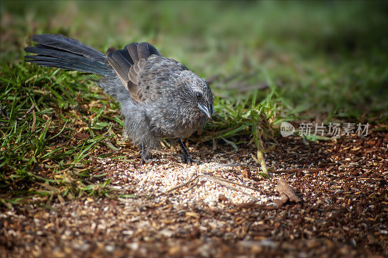 Apostlebird (Struthidea灰质)